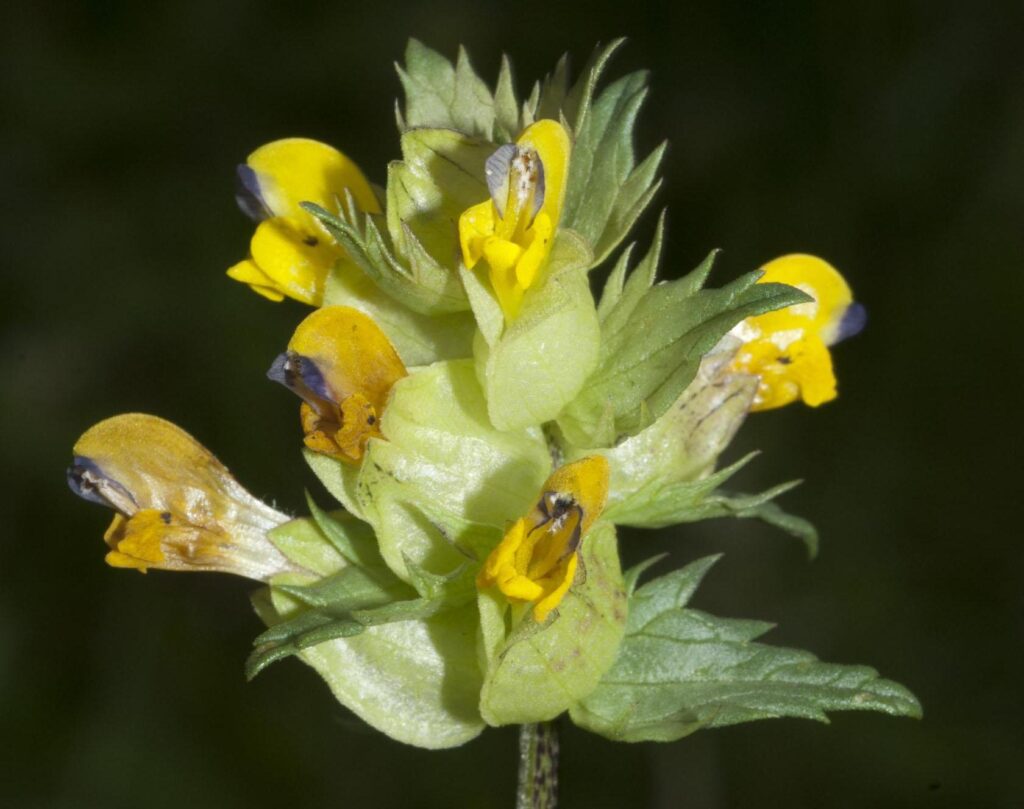 Yellow Rattle in flower